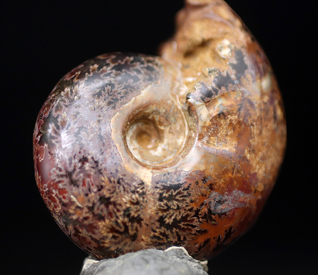 デスク置きに最適!縫合線が美しいマダガスカル産アンモナイト(Ammonite)(その4)