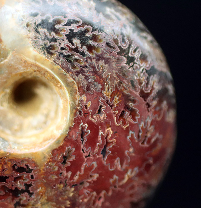 デスク置きに最適！縫合線が美しいマダガスカル産アンモナイト（Ammonite）（その5）