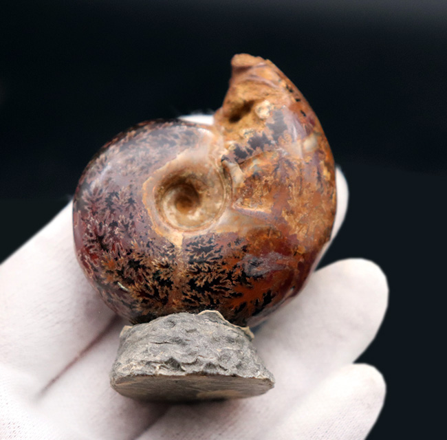 デスク置きに最適!縫合線が美しいマダガスカル産アンモナイト(Ammonite)(その6)