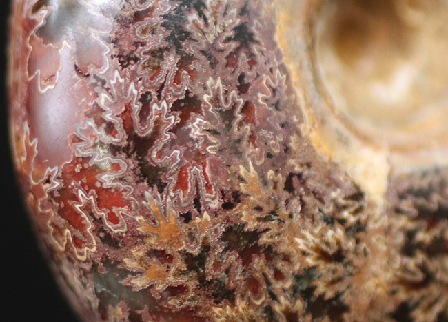 デスク置きに最適!縫合線が美しいマダガスカル産アンモナイト(Ammonite)(その7)