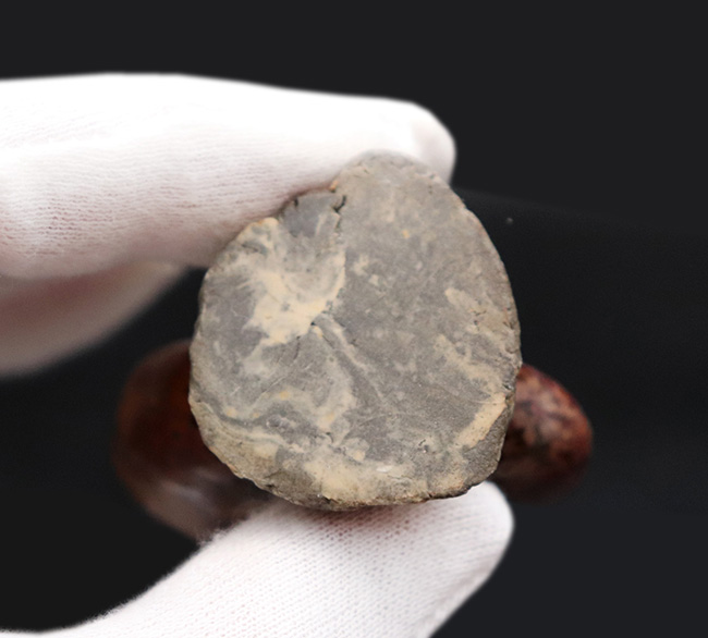 デスク置きに最適!縫合線が美しいマダガスカル産アンモナイト(Ammonite)(その8)