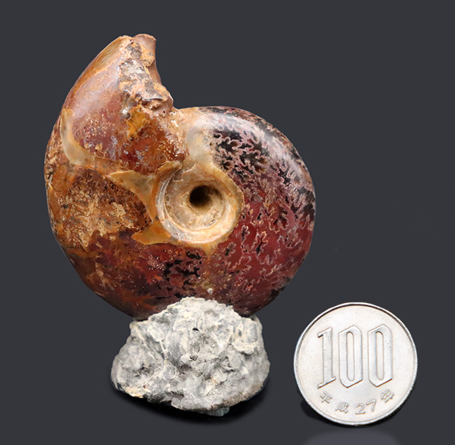 デスク置きに最適!縫合線が美しいマダガスカル産アンモナイト(Ammonite)(その9)