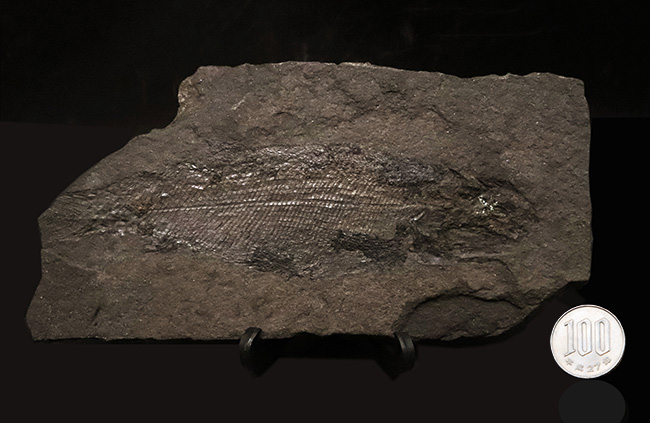 なんとペルム紀以前の魚化石が登場！その独特の姿が印象的、進化の過程