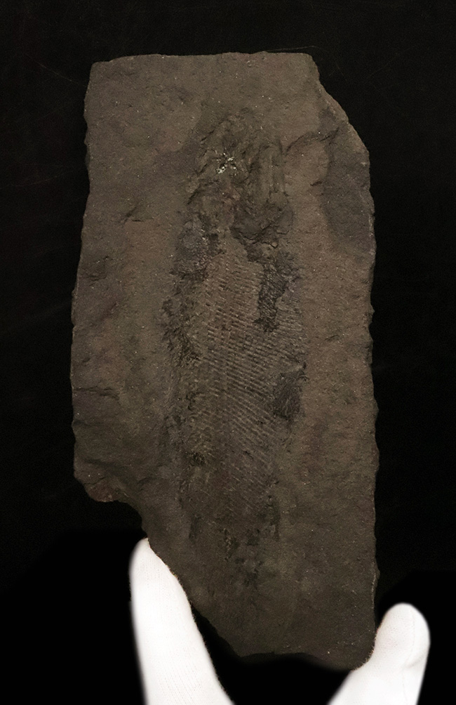 なんとペルム紀以前の魚化石が登場！その独特の姿が印象的、進化の過程