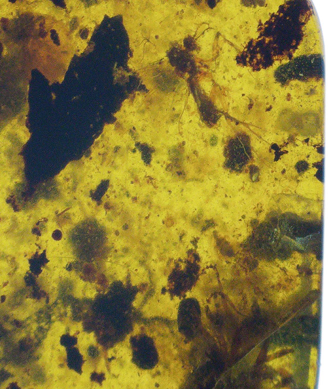 虫や植物片など様々なインクルージョンが見られます!琥珀コレクター憧れのアイテム、白亜紀の琥珀、バーマイト(Burmite)(その5)