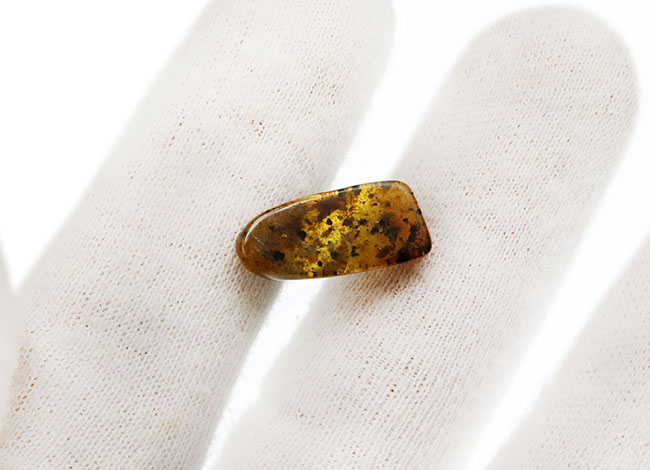 虫や植物片など様々なインクルージョンが見られます!琥珀コレクター憧れのアイテム、白亜紀の琥珀、バーマイト(Burmite)(その6)
