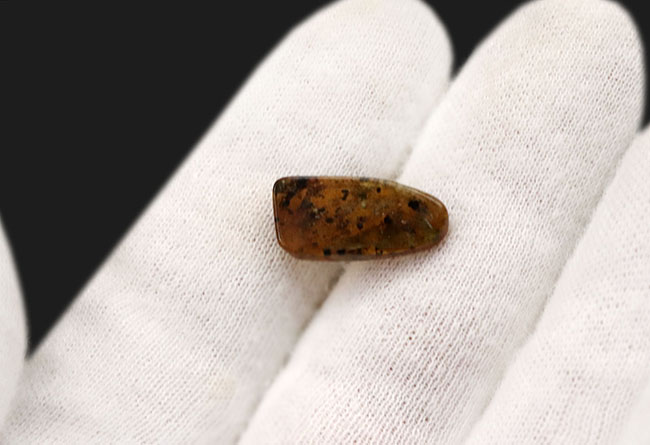 虫や植物片など様々なインクルージョンが見られます!琥珀コレクター憧れのアイテム、白亜紀の琥珀、バーマイト(Burmite)(その7)