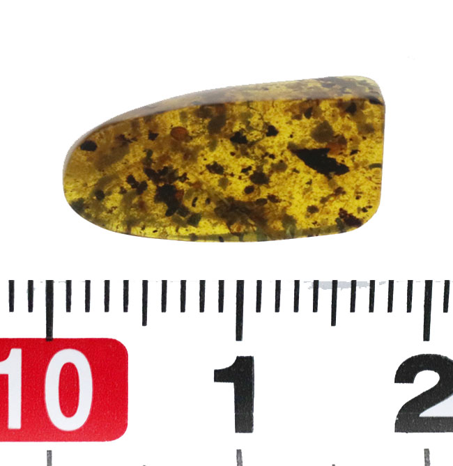 虫や植物片など様々なインクルージョンが見られます!琥珀コレクター憧れのアイテム、白亜紀の琥珀、バーマイト(Burmite)(その8)