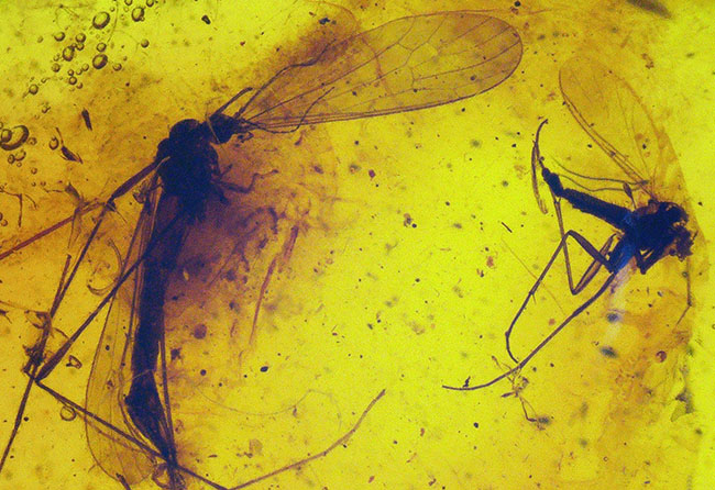 大きなガガンボを内包した、およそ４０００万年前の針葉樹の樹脂が化石になった美しきバルティックアンバー（Amber）（その1）