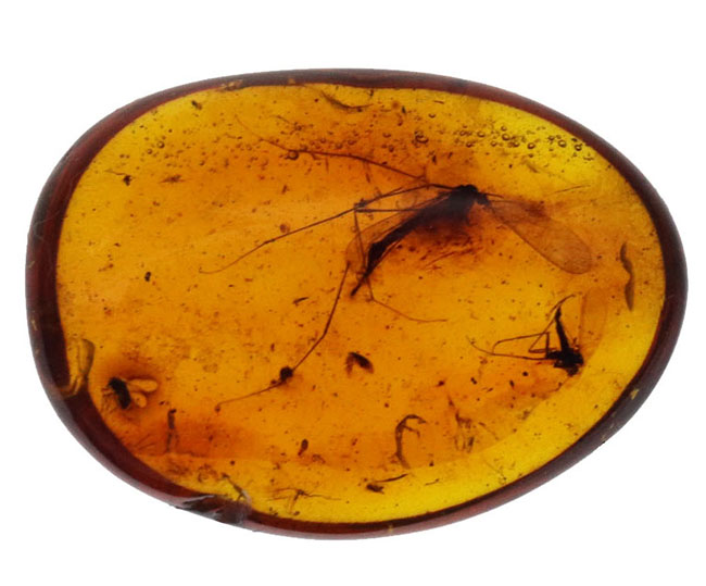 大きなガガンボを内包した、およそ４０００万年前の針葉樹の樹脂が化石になった美しきバルティックアンバー（Amber）（その2）