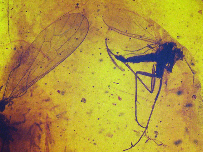 大きなガガンボを内包した、およそ4000万年前の針葉樹の樹脂が化石