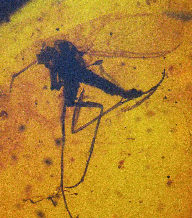 大きなガガンボを内包した、およそ4000万年前の針葉樹の樹脂が化石