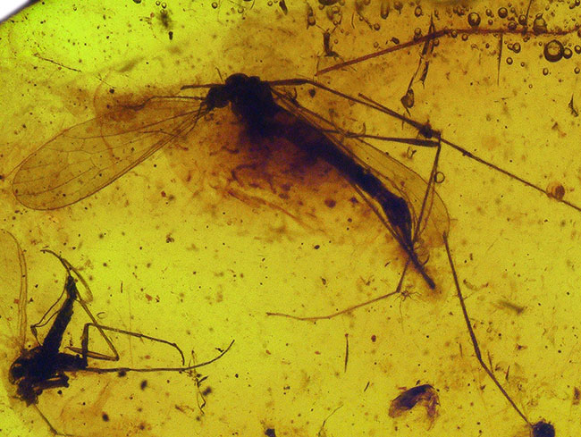 大きなガガンボを内包した、およそ4000万年前の針葉樹の樹脂が化石