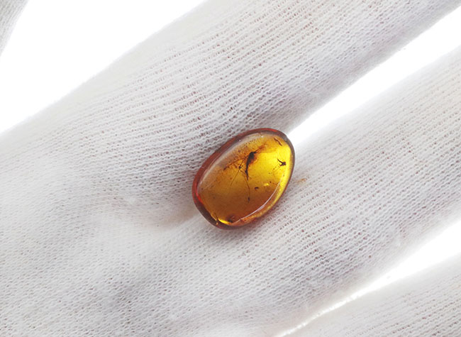 大きなガガンボを内包した、およそ４０００万年前の針葉樹の樹脂が化石になった美しきバルティックアンバー（Amber）（その6）