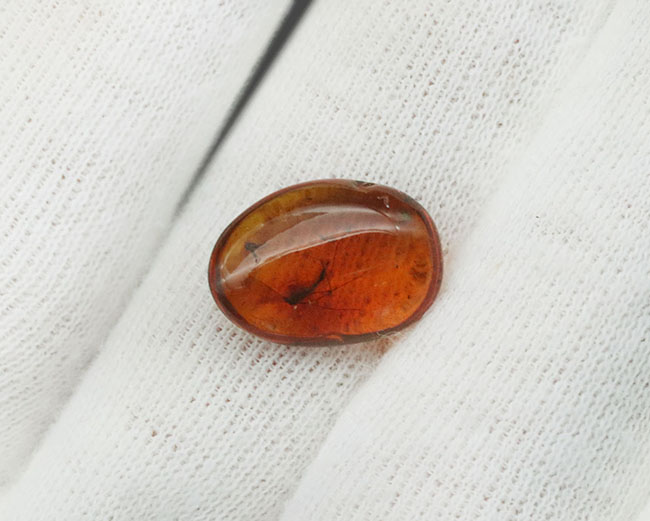 大きなガガンボを内包した、およそ４０００万年前の針葉樹の樹脂が化石になった美しきバルティックアンバー（Amber）（その7）