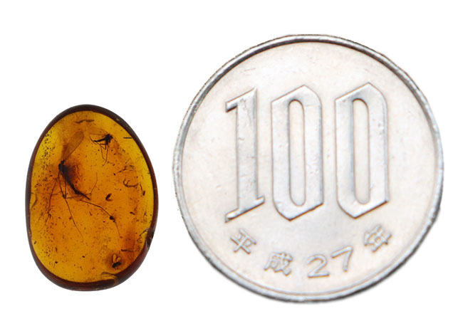 大きなガガンボを内包した、およそ４０００万年前の針葉樹の樹脂が化石になった美しきバルティックアンバー（Amber）（その9）