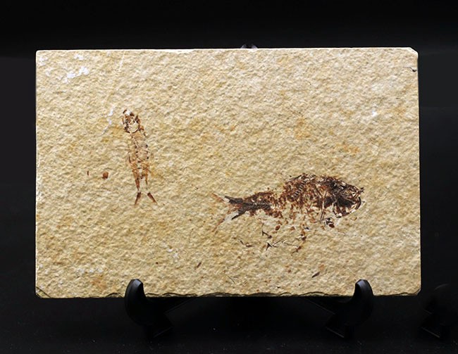 ベリーナチュラル！およそ５０００万年前の淡水魚、ナイティアとディプロミスタスが同居したマルチプレート化石（その1）