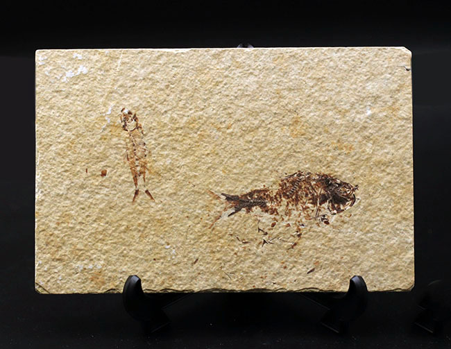 ベリーナチュラル!およそ5000万年前の淡水魚、ナイティアとディプロミスタスが同居したマルチプレート化石(その1)