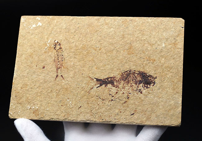 ベリーナチュラル!およそ5000万年前の淡水魚、ナイティアとディプロミスタスが同居したマルチプレート化石(その10)