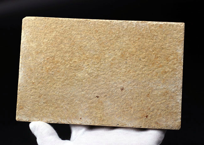 ベリーナチュラル!およそ5000万年前の淡水魚、ナイティアとディプロミスタスが同居したマルチプレート化石(その11)