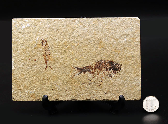 ベリーナチュラル!およそ5000万年前の淡水魚、ナイティアとディプロミスタスが同居したマルチプレート化石(その12)