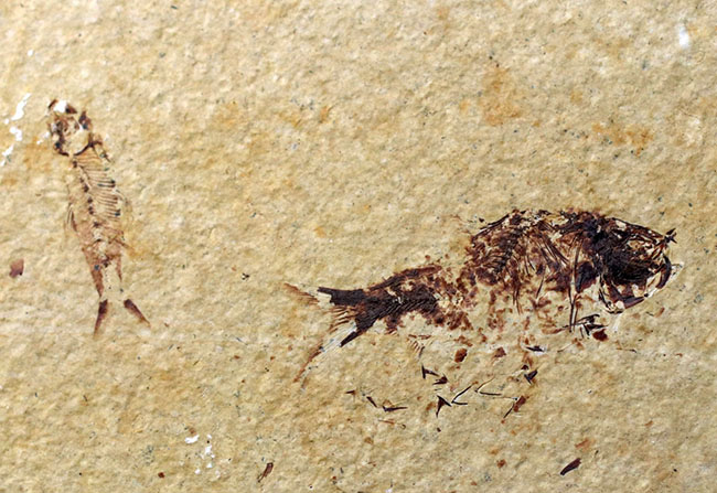 ベリーナチュラル！およそ５０００万年前の淡水魚、ナイティアとディプロミスタスが同居したマルチプレート化石（その2）