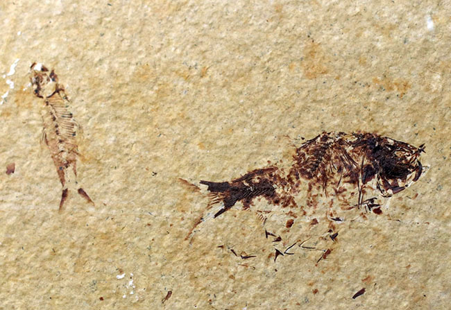 ベリーナチュラル!およそ5000万年前の淡水魚、ナイティアとディプロミスタスが同居したマルチプレート化石(その2)