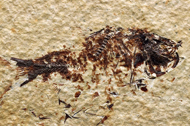 ベリーナチュラル!およそ5000万年前の淡水魚、ナイティアとディプロミスタスが同居したマルチプレート化石(その3)