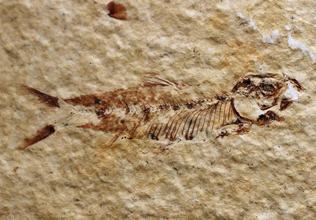 ベリーナチュラル！およそ５０００万年前の淡水魚、ナイティアとディプロミスタスが同居したマルチプレート化石（その4）