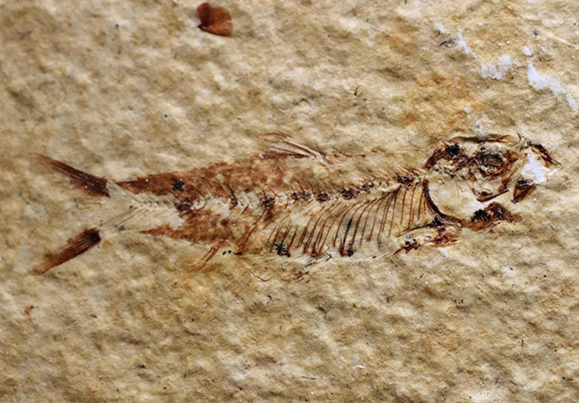 ベリーナチュラル!およそ5000万年前の淡水魚、ナイティアとディプロミスタスが同居したマルチプレート化石(その4)