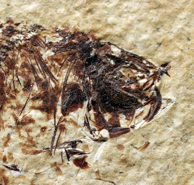 ベリーナチュラル!およそ5000万年前の淡水魚、ナイティアとディプロミスタスが同居したマルチプレート化石(その5)