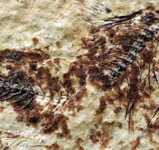 ベリーナチュラル！およそ５０００万年前の淡水魚、ナイティアとディプロミスタスが同居したマルチプレート化石（その6）