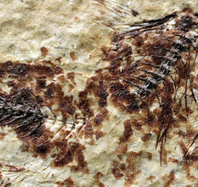 ベリーナチュラル!およそ5000万年前の淡水魚、ナイティアとディプロミスタスが同居したマルチプレート化石(その6)