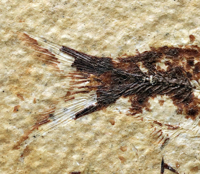 ベリーナチュラル!およそ5000万年前の淡水魚、ナイティアとディプロミスタスが同居したマルチプレート化石(その7)