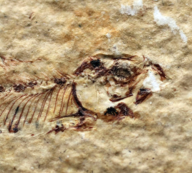 ベリーナチュラル！およそ５０００万年前の淡水魚、ナイティアとディプロミスタスが同居したマルチプレート化石（その8）