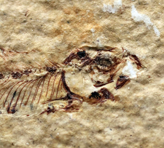 ベリーナチュラル!およそ5000万年前の淡水魚、ナイティアとディプロミスタスが同居したマルチプレート化石(その8)