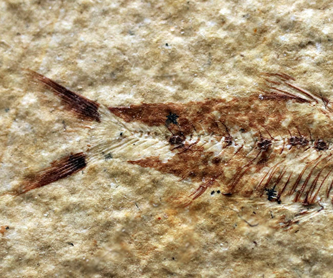 ベリーナチュラル！およそ５０００万年前の淡水魚、ナイティアとディプロミスタスが同居したマルチプレート化石（その9）