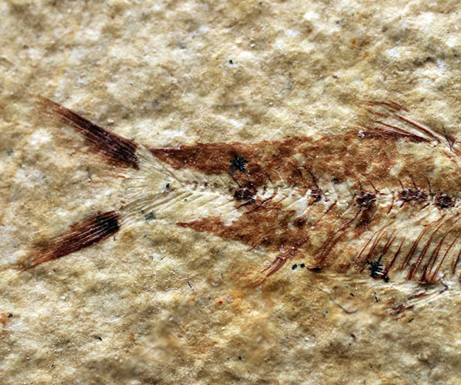 ベリーナチュラル!およそ5000万年前の淡水魚、ナイティアとディプロミスタスが同居したマルチプレート化石(その9)