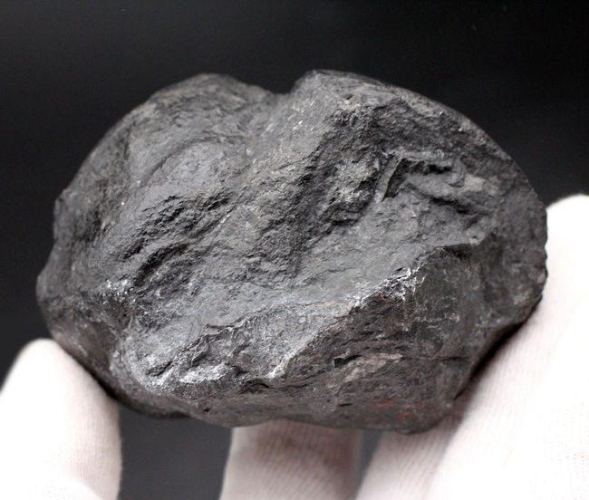 極めて古い腹足類!国産化石マニアックシリーズ!古生物学発祥の地とも謳われる、岐阜県大垣市金生山で採集されたペルム紀のナチコプシス(Naticopsis)の化石(その3)