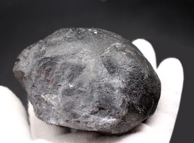 極めて古い腹足類!国産化石マニアックシリーズ!古生物学発祥の地とも謳われる、岐阜県大垣市金生山で採集されたペルム紀のナチコプシス(Naticopsis)の化石(その4)