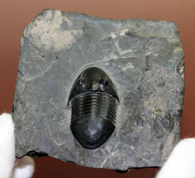 米国オハイオ州の「州の化石」として公式に認定されている三葉虫、イソテルス・マキシムス（Isotelus maximus）。極めて保存状態の良い標本（その11）