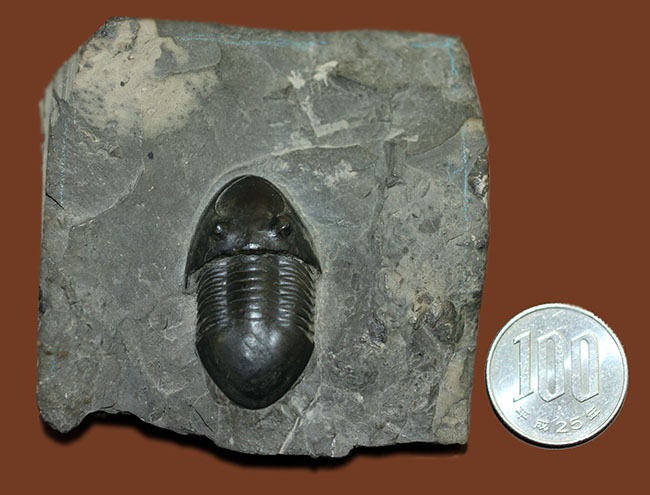 米国オハイオ州の「州の化石」として公式に認定されている三葉虫、イソテルス・マキシムス（Isotelus maximus）。極めて保存状態の良い標本（その12）