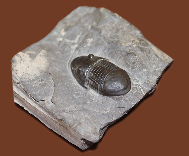 米国オハイオ州の「州の化石」として公式に認定されている三葉虫、イソテルス・マキシムス（Isotelus maximus）。極めて保存状態の良い標本（その3）