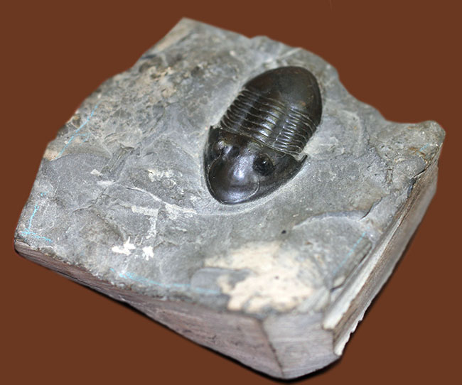 米国オハイオ州の「州の化石」として公式に認定されている三葉虫、イソテルス・マキシムス（Isotelus maximus）。極めて保存状態の良い標本（その5）