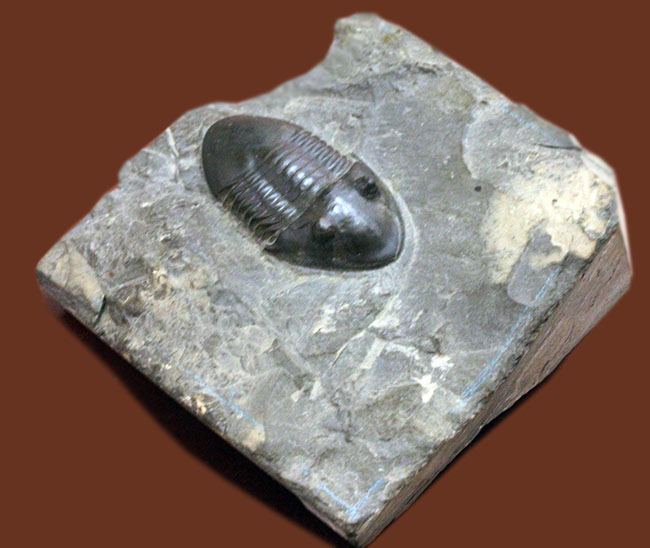 米国オハイオ州の「州の化石」として公式に認定されている三葉虫、イソテルス・マキシムス（Isotelus maximus）。極めて保存状態の良い標本（その6）