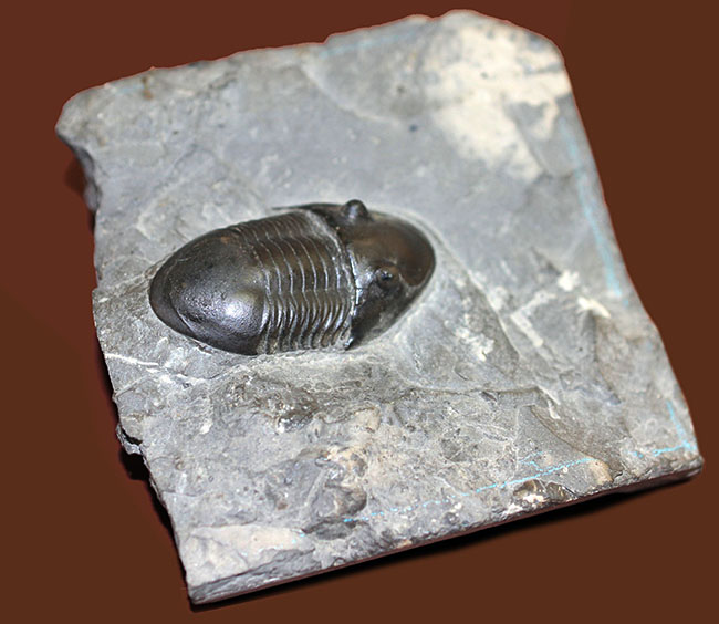 米国オハイオ州の「州の化石」として公式に認定されている三葉虫、イソテルス・マキシムス（Isotelus maximus）。極めて保存状態の良い標本（その7）