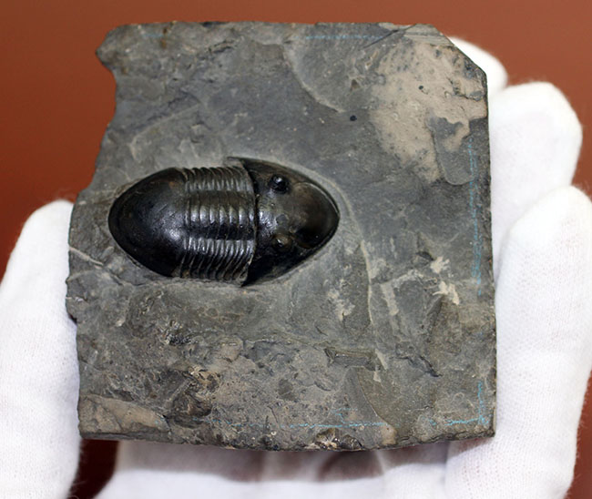 米国オハイオ州の「州の化石」として公式に認定されている三葉虫、イソテルス・マキシムス（Isotelus maximus）。極めて保存状態の良い標本（その8）