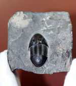 米国オハイオ州の「州の化石」として公式に認定されている三葉虫、イソテルス・マキシムス（Isotelus maximus）。極めて保存状態の良い標本