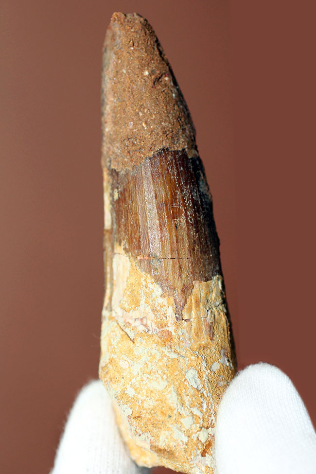カーブ計測で9センチ近い立派なスピノサウルス(Spinosaurus)の歯化石(その1)