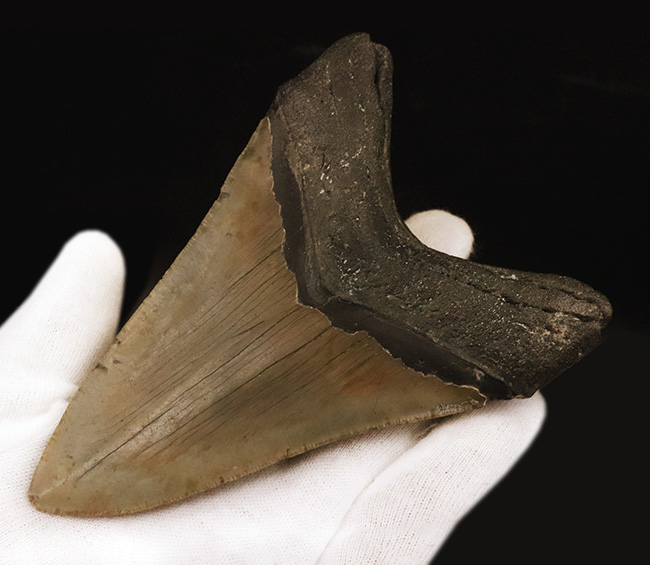 オールナチュラル！質量感とスマートさが共存する、美しさと迫力を